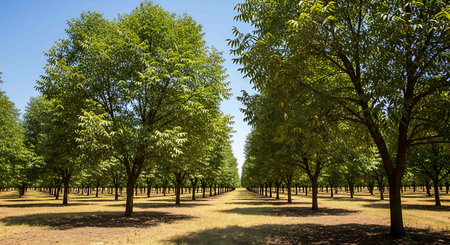 Trees in a row in the park on a sunny summer day