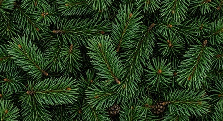 Background of green fir branches with cones. Christmas or New Year concept
