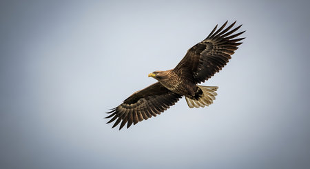 White tailed Eagle (Haliaeetus albicilla) in flight