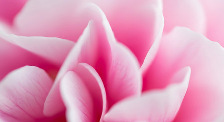 close up of pink rose petals, soft focus, shallow DOFの写真素材