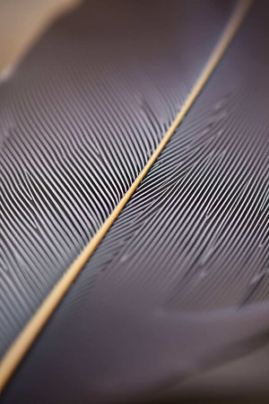 feather of a bird close-up, macro photo of feathersの写真素材
