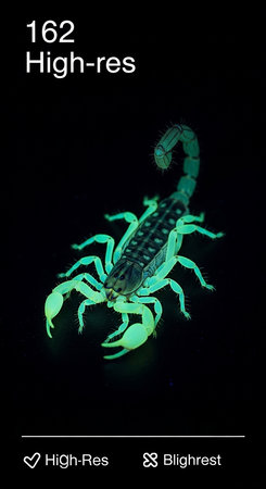 Scorpion (Heterometrus hirsutus) on black backgroundの写真素材