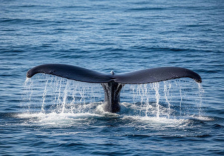 Humpback whale tail splashing out of the water, Icelandの写真素材