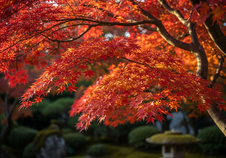Beautiful red maple leaf in autumn season at japanese gardenの写真素材