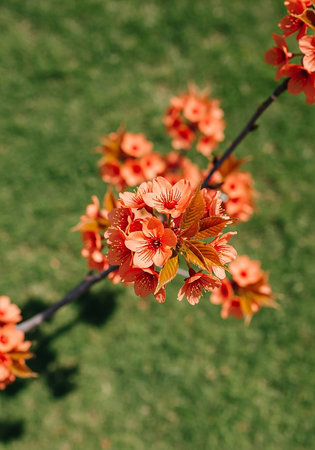 Branch of blooming peach tree on a background of green grassの写真素材
