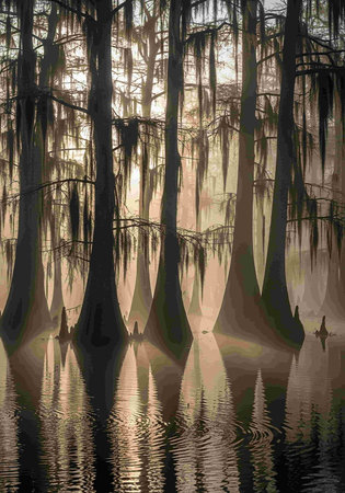Foggy cypress trees reflected in the water of a swampの写真素材