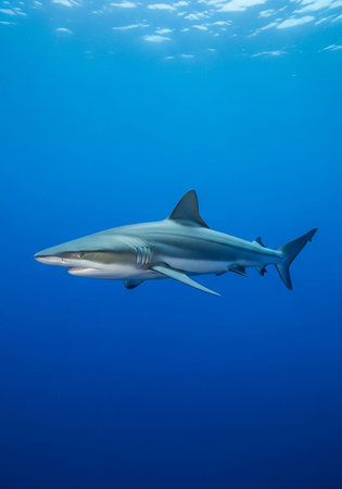 Picture shows a Caribbean reef shark at the bottom of a blue oceanの写真素材