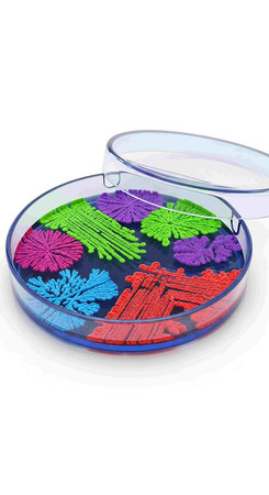 Petri dish with microorganisms isolated on white background. 3D illustration.