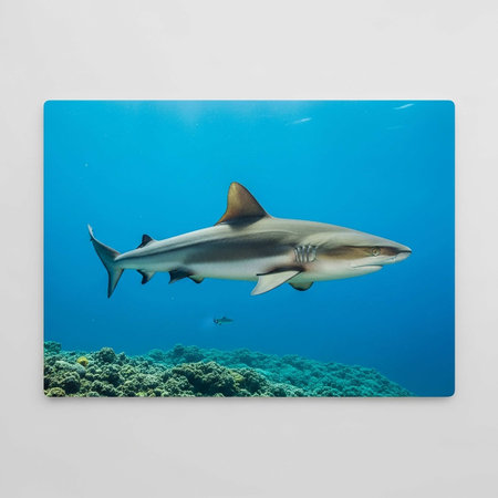 Underwater photo of a reef shark (Carcharodon carcharias)の写真素材