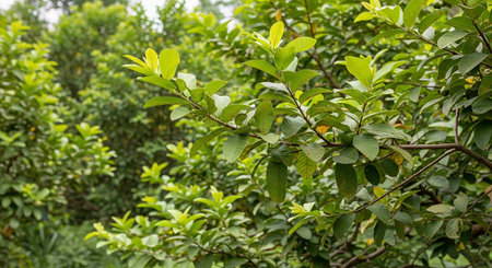 Green leaves of guava plant in the garden,Thailand.