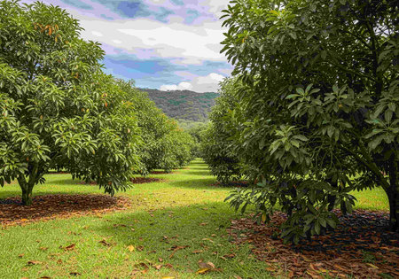 Tropical garden with mango trees and blue sky with white clouds