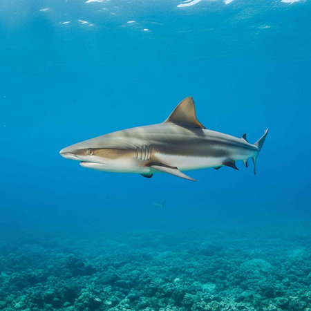 Picture shows a Caribbean reef shark at the Bahamas, Bahamas. This image is a 3d render illustration.の写真素材