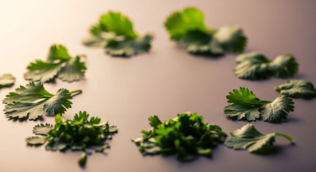 Coriander leaves on a light background. Healthy food concept.の写真素材