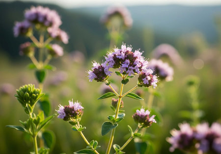 Flowers of oregano on a meadow in the mountainsの写真素材