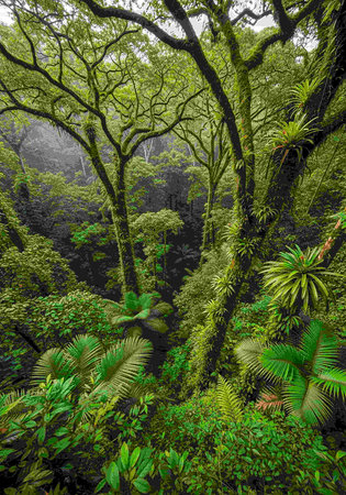 Tropical forest in the rainforest. 3d illustration.