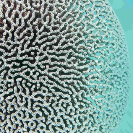 Coral on a turquoise background close-up macro photography