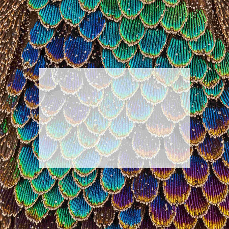 Colorful peacock feathers background with copy space for your text.の写真素材
