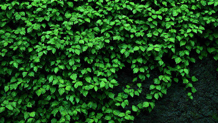 Green leaves background. Green leaves wall texture. Green leaves background.