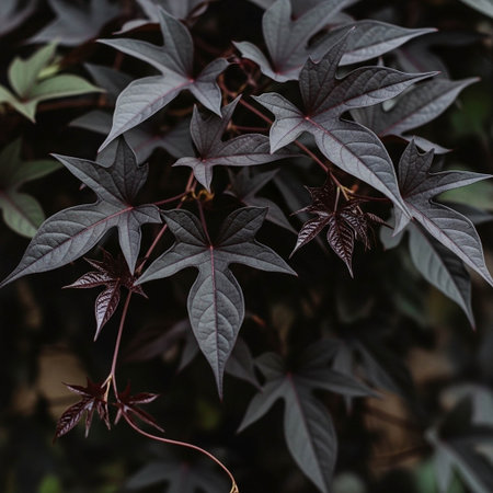 Leaves of a creeper plant with dark background, stock photoの写真素材