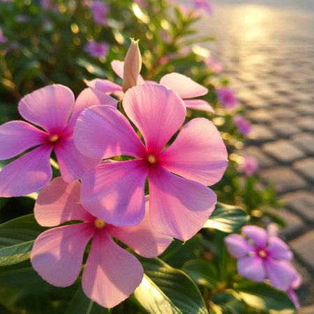 pink flower in the morning light,vinca rosea
