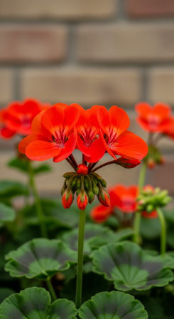 Red geranium flowers in the garden with a brick wall in the background
