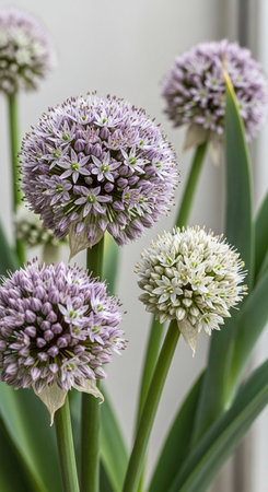 Close up of Allium flowers, also known as allium flower.