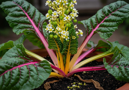 Close up of a blooming rhubarb plant in a potの写真素材
