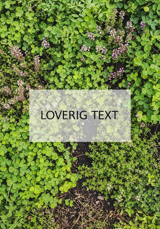Overhead view of fresh green thyme plants growing in the garden