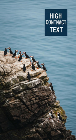 Cormorants on the cliffs of Ponta Delgadaの写真素材