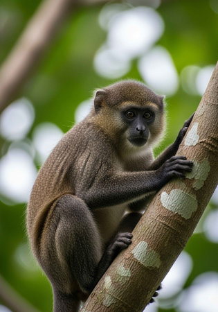 Monkey sitting on a tree in the rainforest of Costa Ricaの写真素材