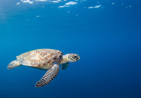 Hawaiian Green Sea Turtle (Chelonia mydas)の写真素材