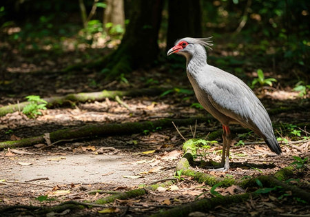 Portrait of a Red-billed Heron in the forestの写真素材