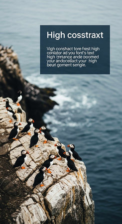Cormorant colony on the cliffs of Iceland.の写真素材