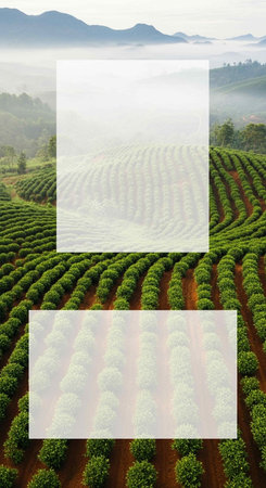 Tea Plantation in the morning, Tea Plantation in the morningの写真素材