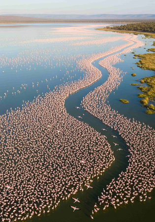 Aerial view of a flock of flamingos in the lagoonの写真素材