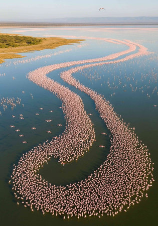 Aerial view of flamingos at Salar de Uyuni, Boliviaの写真素材
