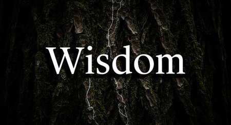 \"\"Wisdom\"\" written on the bark of a tree.\""の写真素材