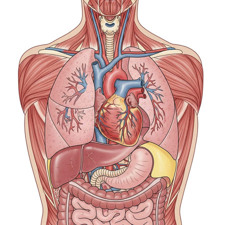 Anatomy of human heart. Vector illustration of human anatomy.の写真素材