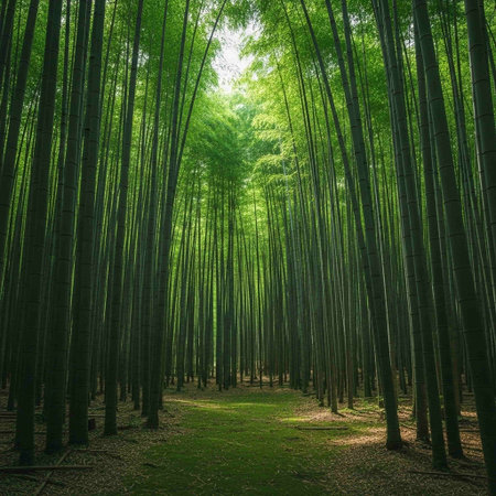 Bamboo forest at Arashiyama, Kyoto, Japan.
