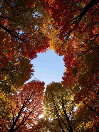Autumn landscape with colorful leaves. View from below into the sky.の写真素材