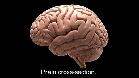 Human Brain Anatomy on black background. 3D Rendering.の写真素材