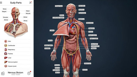 Human body anatomy and medical science concept as a 3D illustration.の写真素材