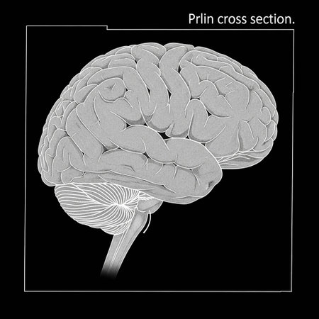 Human brain in black and white. 3D illustration. Vector.の写真素材