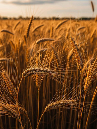 Ripe ears of wheat close-up in the rays of the setting sun.の写真素材