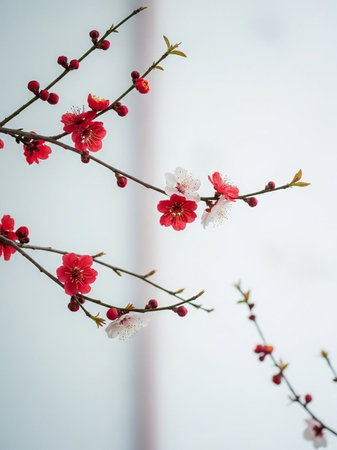 plum blossom in spring, closeup of beautiful blooming flowers