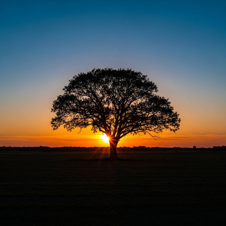 Silhouette of a tree at sunset with beautiful sky background.の写真素材
