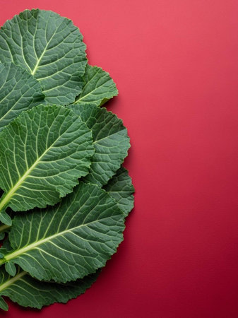 Fresh green cabbage leaves on red background. Top view, copy spaceの写真素材