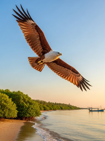 Eagle flying in the sky over the mangrove forestの写真素材