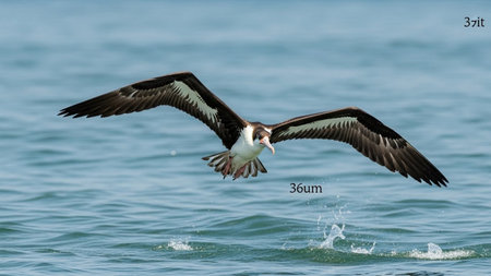 Black-browed oystercatcher in flight. False Bay, South Africa
