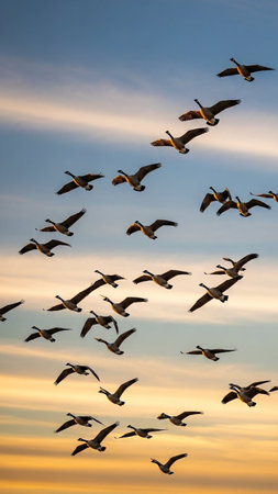 Flock of Canada Geese flying in the sky at sunset.